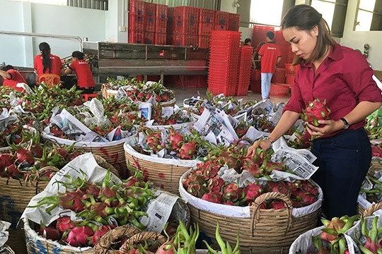 Xuất nhập khẩu qua cửa khẩu Lào Cai vắng vẻ