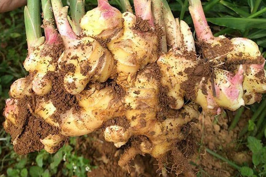 Khi trồng gừng trên ban công, bạn hãy lưu ý 3 điểm, đào ra “núi gừng xô bồ”, một năm ăn không hết