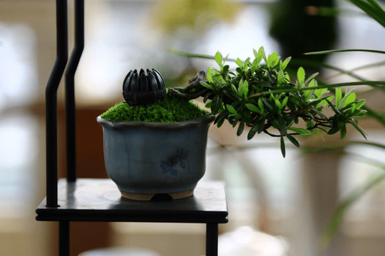 Nếu ở nhà xuất hiện những dấu hiệu này, xin chúc mừng bạn đã ở trong mảnh đất có kho báu phong thủy!