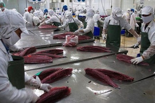 Đức nhập khẩu cá ngừ Việt Nam lớn nhất khối EU
