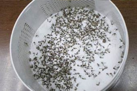 Thật ngốc khi vẫn đốt hương muỗi? Hướng dẫn bạn một phương pháp đuổi muỗi, sẽ không còn con nào dám vào nhà, hiệu quả rất tốt