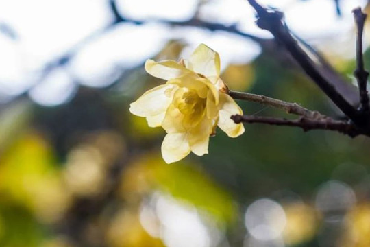 Những người không thích đến thăm nhà người khác và ghét người khác đến nhà mình phần lớn là ba tính cách này