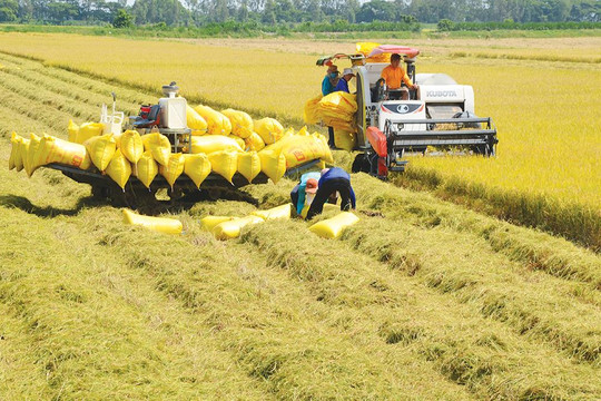 Tháng 4/2022, giá lương thực thế giới giảm nhẹ