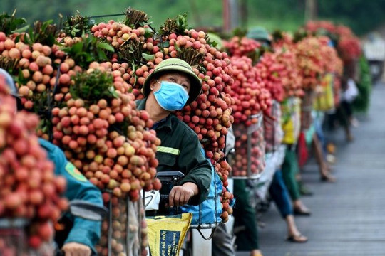 Kết nối chung tay tiêu thụ vải thiều