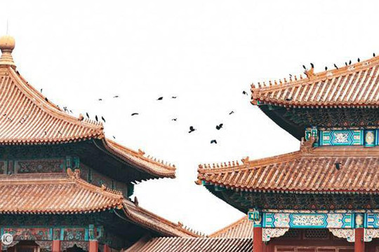 Tại sao Tử Cấm Thành lại đầy quạ vào lúc nửa đêm? Chuyên gia đưa ra câu trả lời