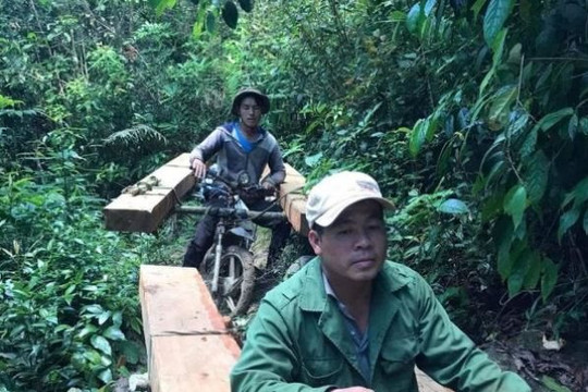 Khởi tố hai đối tượng  khai thác gỗ trái phép
