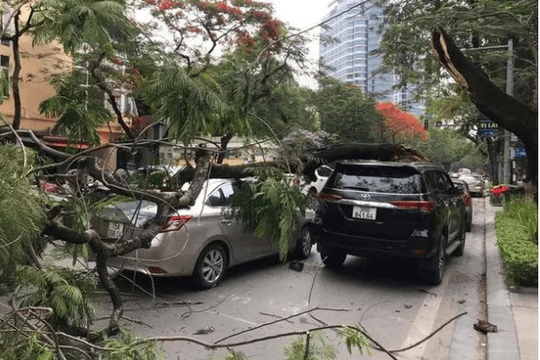 Hà Nội: Cây phượng gãy đổ đè bẹp hai xe ô tô