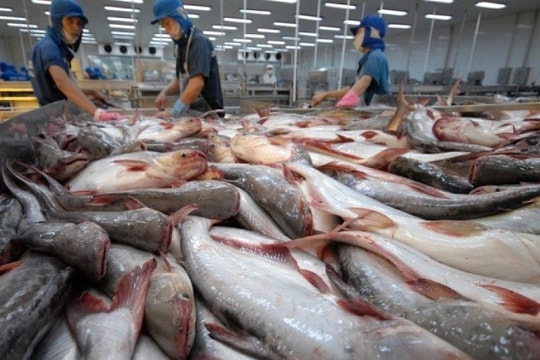 Canada nhập khẩu cá tra Việt Nam lớn thứ 2 trong khối CPTPP