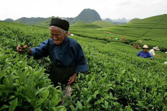 Ngày Quốc tế Trà: Những đồn điền trà đẹp nhất trên thế giới