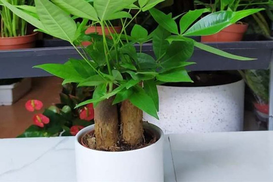 2 loại “cây may mắn” trong phòng khách, tài lộc vượng phát, nhà phố cũng phất lên, cả năm mọi việc hanh thông!