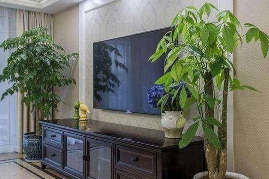 Cạnh tủ tivi trồng cây gì? Chọn 1 trong 3 loại cây này, kiểu dáng thanh cao, ý nghĩa tốt, được nhiều người ưa chuộng