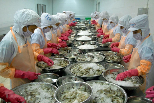 4 tháng đầu năm xuất khẩu tôm tăng đột biến