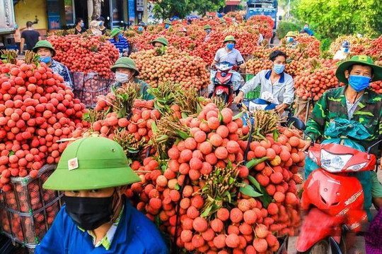 Tạo điều kiện cho thương nhân Trung Quốc vào thu mua vải thiều