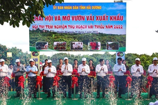 Hải Dương: Khai hội mở vườn, xúc tiến xuất khẩu vải thiều
