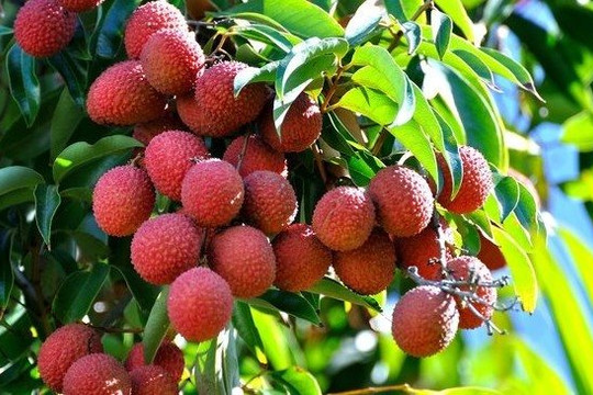 Đưa hàng nghìn tấn vải thiều lên sàn thương mại điện tử