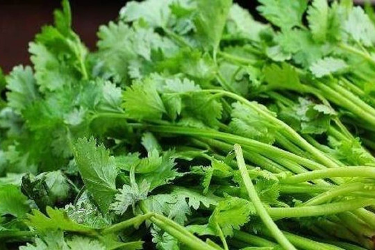 Rau mùi và nó là 'kẻ thù không đội trời chung', nếu ăn chung có thể nuôi 'tế bào ung thư'