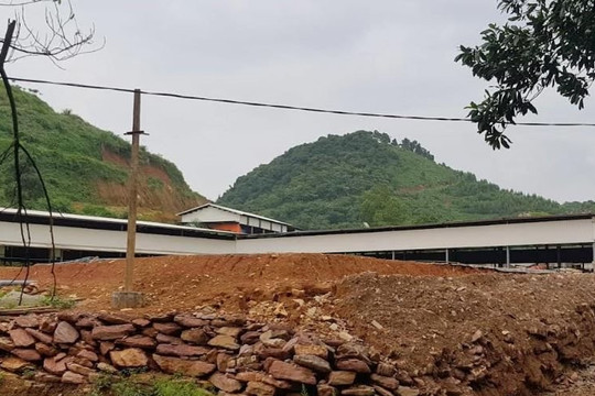 Gây ô nhiễm và lấn chiếm đất, chủ trang trại lợn bị phạt 200 triệu đồng
