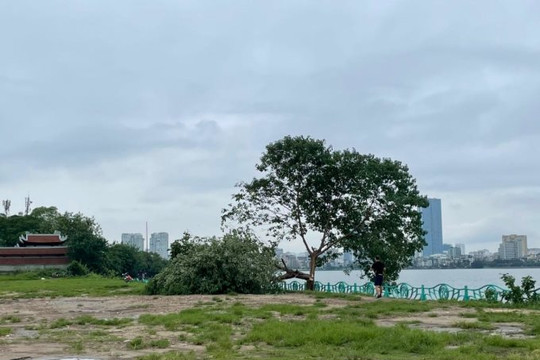 Xôn xao hình ảnh "cây cô đơn" ở hồ Tây bị đốn hạ 
