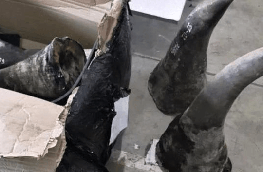 Phá đường dây buôn lậu động vật hoang dã trị giá 300 tỷ đồng