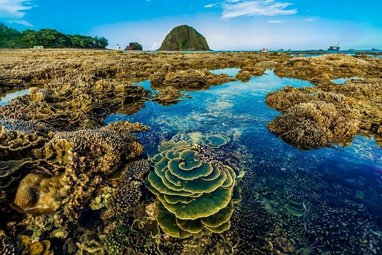 Phát triển du lịch bền vững rạn san hô ở Hòn Yến, Phú Yên
