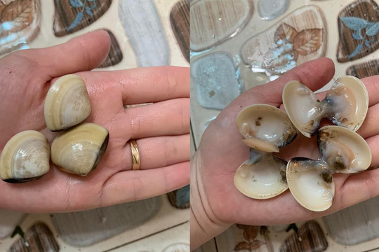 Ngao nhiều người thường luộc lên chắt nước? Nhưng thi thoảng vẫn có con dính sạn, bùn. Thử làm theo cách này nhé!