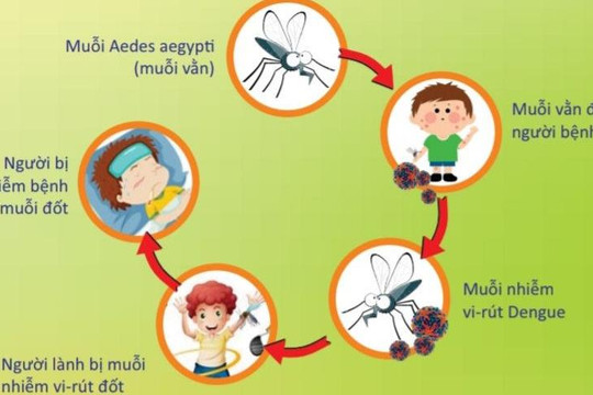 Cả nước đã có 77.000 ca mắc sốt xuất huyết, 30 ca tử vong