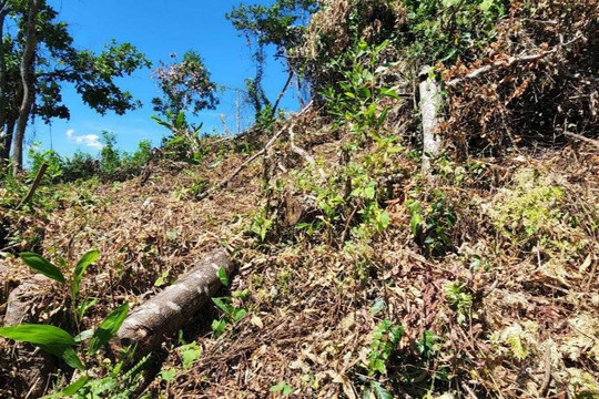 Bình Định: Hơn 11 ha đất rừng bị “xoá sổ” ở huyện Phù Mỹ