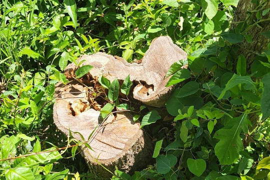 Bình Định: Hơn 11ha đất rừng bị “xoá sổ” ở huyện Phù Mỹ