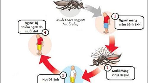 Đồng Nai ghi nhận 7 ca tử vong do sốt xuất huyết