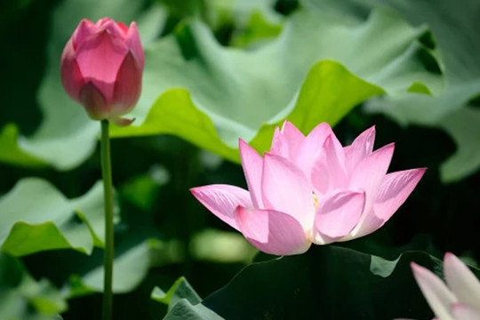 Nếu cha mẹ bạn đã mất và anh chị em của bạn đang thù hận, bạn cần phải làm ba điều này!