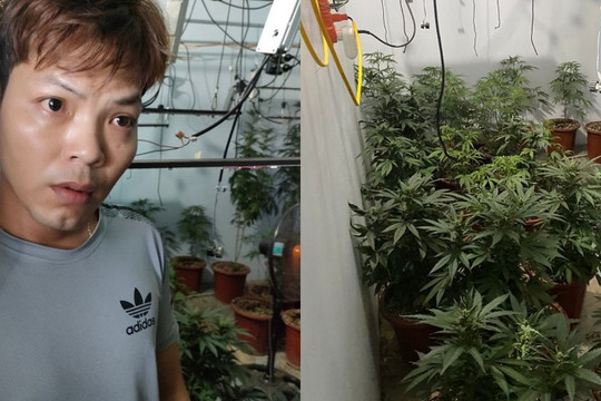 Trồng cả vườn cần sa trên tầng 2