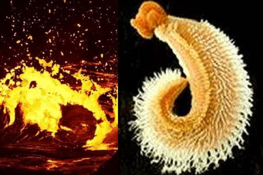 Động vật chịu nhiệt tốt nhất trên thế giới, sử dụng nước cực nóng làm 'bể bơi', không có cách nào để ăn thịt nó