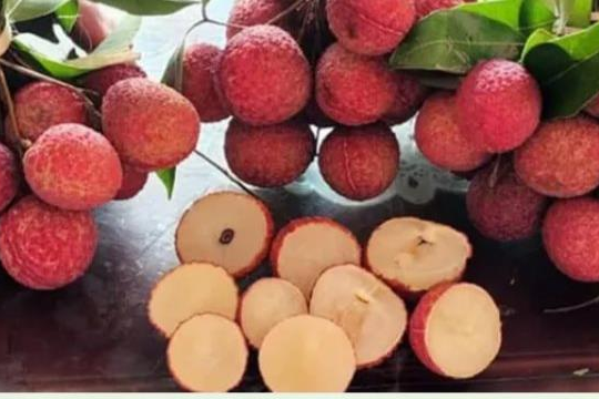 Bắc Giang trồng thành công vải thiều không hạt