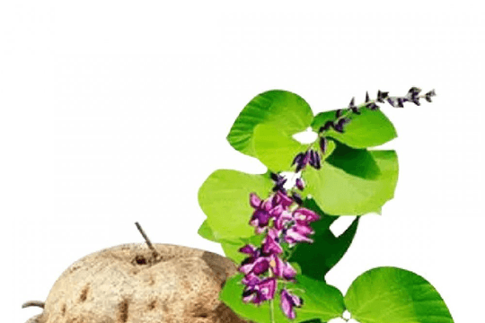 Hai vợ chồng buôn bán sâm tố nữ giả