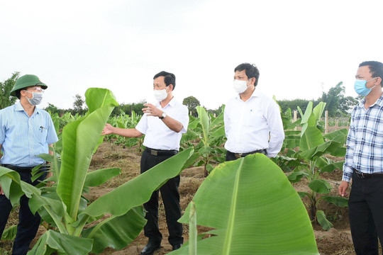 Trồng chuối tiêu hồng - Hướng đi mới mang lại hiệu quả kinh tế cao cho người dân Kon Tum
