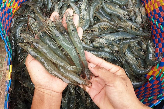 Nhiều thách thức cho ngành tôm nửa cuối năm