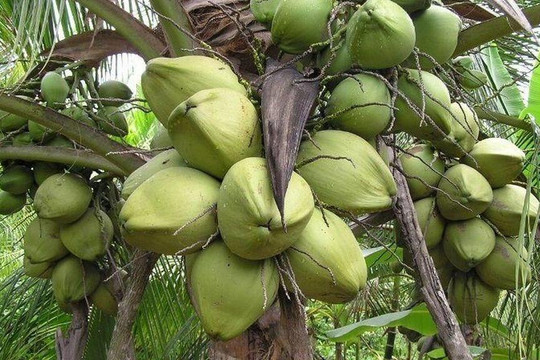 Giá dừa thấp kỷ lục