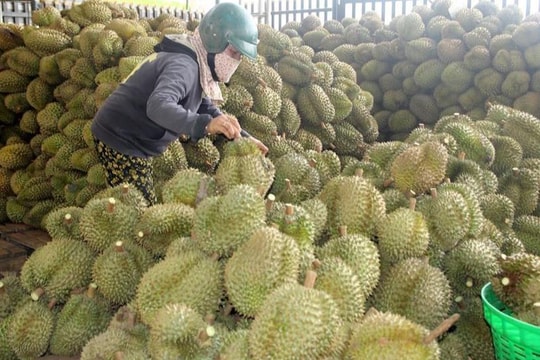 Sầu riêng được xuất khẩu chính ngạch sang Trung Quốc