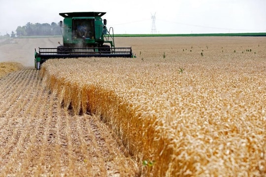 Nga, Ukraine nhất trí thảo luận về khủng hoảng ngũ cốc