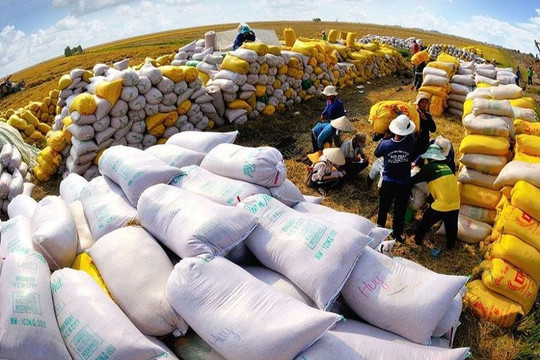 Lượng gạo Việt Nam xuất khẩu sang Anh sụt giảm 20%