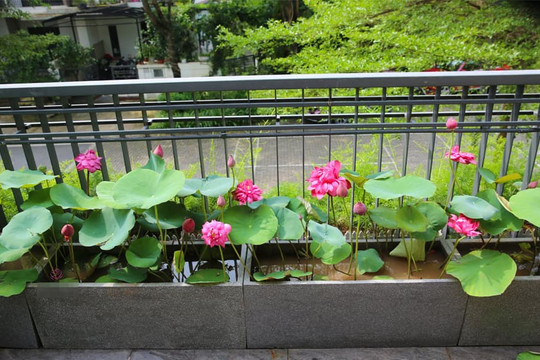Trồng hoa sen trên ban công tưởng khó, nhưng biết 5 điểm này sẽ trở nên dễ dàng, hoa bung nở tràn ngập hương sắc