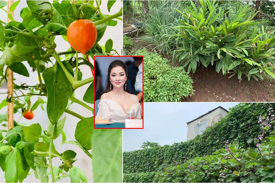 Khu vườn rau sạch xanh 'mướt mắt' cùng trái cây sai lúc lỉu trong biệt thự của Hoa hậu Nguyễn Thị Huyền