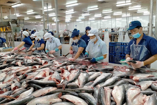 6 tháng đầu năm, xuất khẩu cá tra sang Trung Quốc tăng gấp đôi