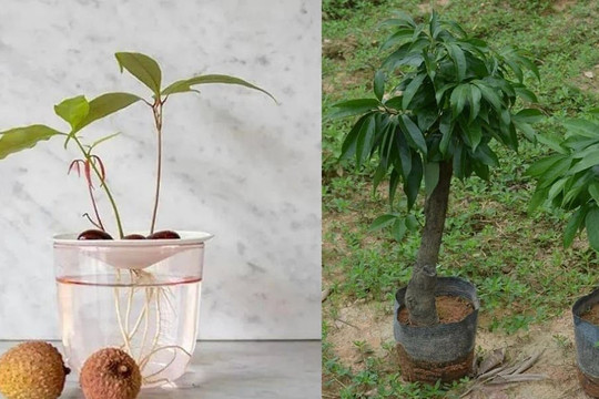 Hạt vải thiều được ươm trồng thành những chậu cây nhỏ có lá màu hồng, cả trồng thủy canh và trồng đất đều không có vấn đề gì