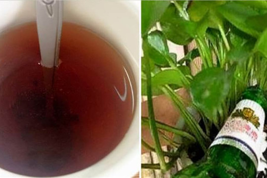 4 loại “nước” trong nhà là “nước vạn năng” cho việc trồng hoa, cứ 7 ngày tưới 1 lần thì hoa sẽ tươi tốt hơn
