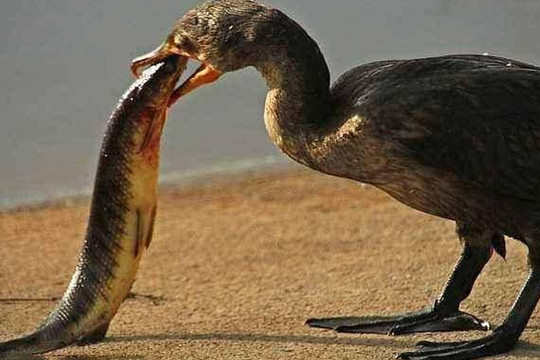 Khi động vật ăn cá, chúng không sợ bị hóc xương cá sao? Nếu tôi gặp khó khăn thì sao?
