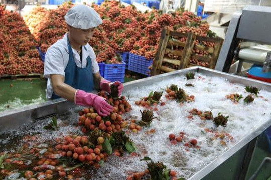 Bắc Giang thu gần 6.800 tỷ đồng từ vụ vải 2022