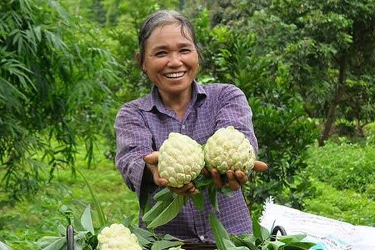 Na Chi Lăng: "Vàng" mọc trên núi đá vôi đang vươn mình ra biển lớn