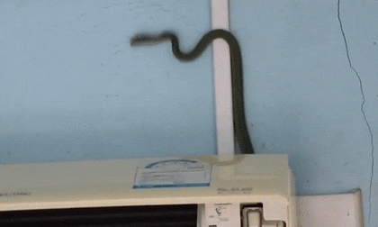 Rợn người khoảnh khắc rắn bò ra từ điều hòa