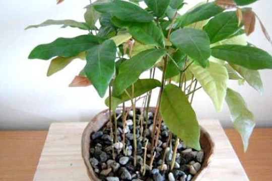 2 loại hạt giống sau khi ăn quả gieo vào đất nảy mầm, trồng thành chậu nhỏ tươi tốt làm cảnh